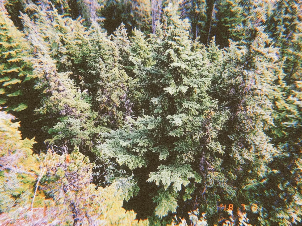 Aerial view of a densely wooded area with various shades of green from the trees.