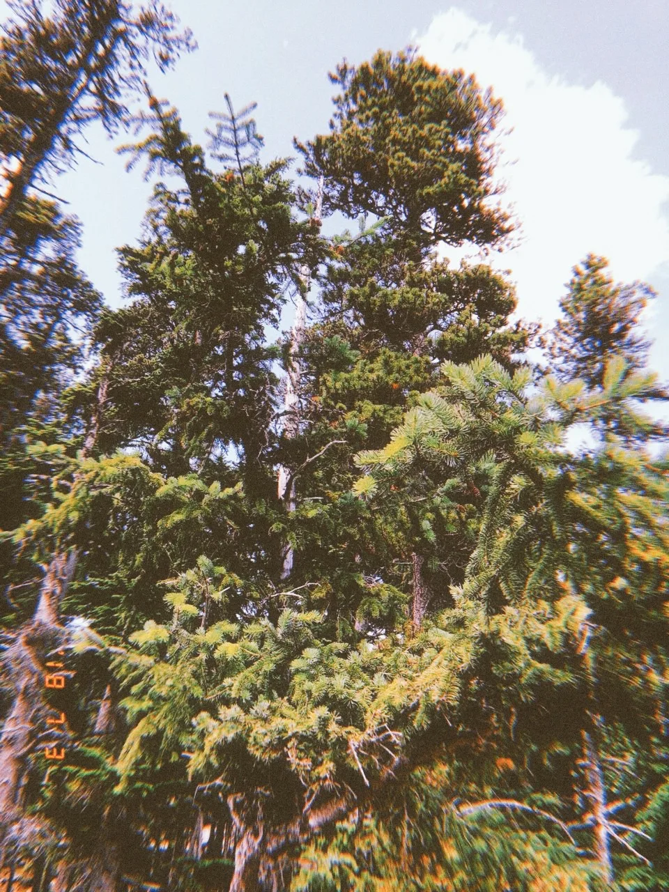 A dense forest scene showcasing tall evergreen trees against a blue sky with wispy clouds.
