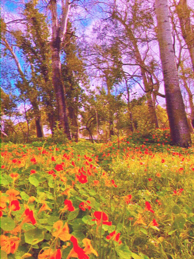 A vibrant field of yellow and red flowers amidst tall trees under a bright blue sky.