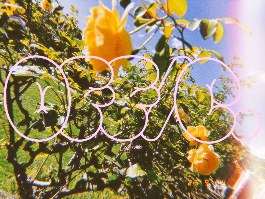 Close-up of yellow flowers growing on a shrub with a blue sky in the background, overlaid with pink text reading 'OFF/C'.